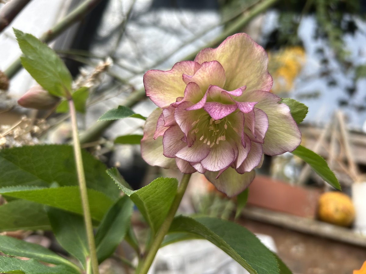 café pont chatポンシャ tweet media