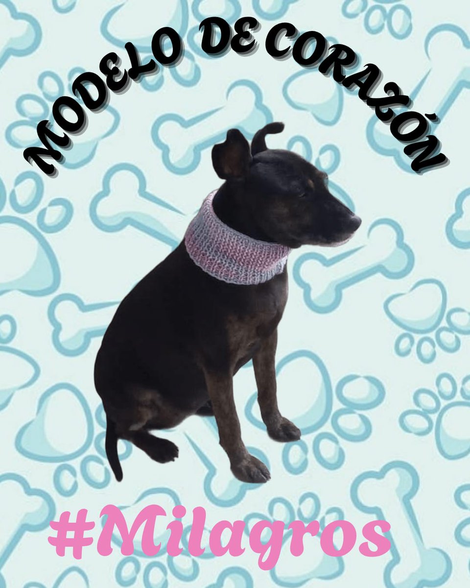 clarol2673's tweet image. Y tenemos la #dogmodel  de  uno de éstos cuellitos. 
La hermosa #Milagros  en Tunja 
Ella con su  estilo, belleza  y dulzura. 

Nos regala su mejor  perfil
Bella, bienvenida a  éste #team del ❣