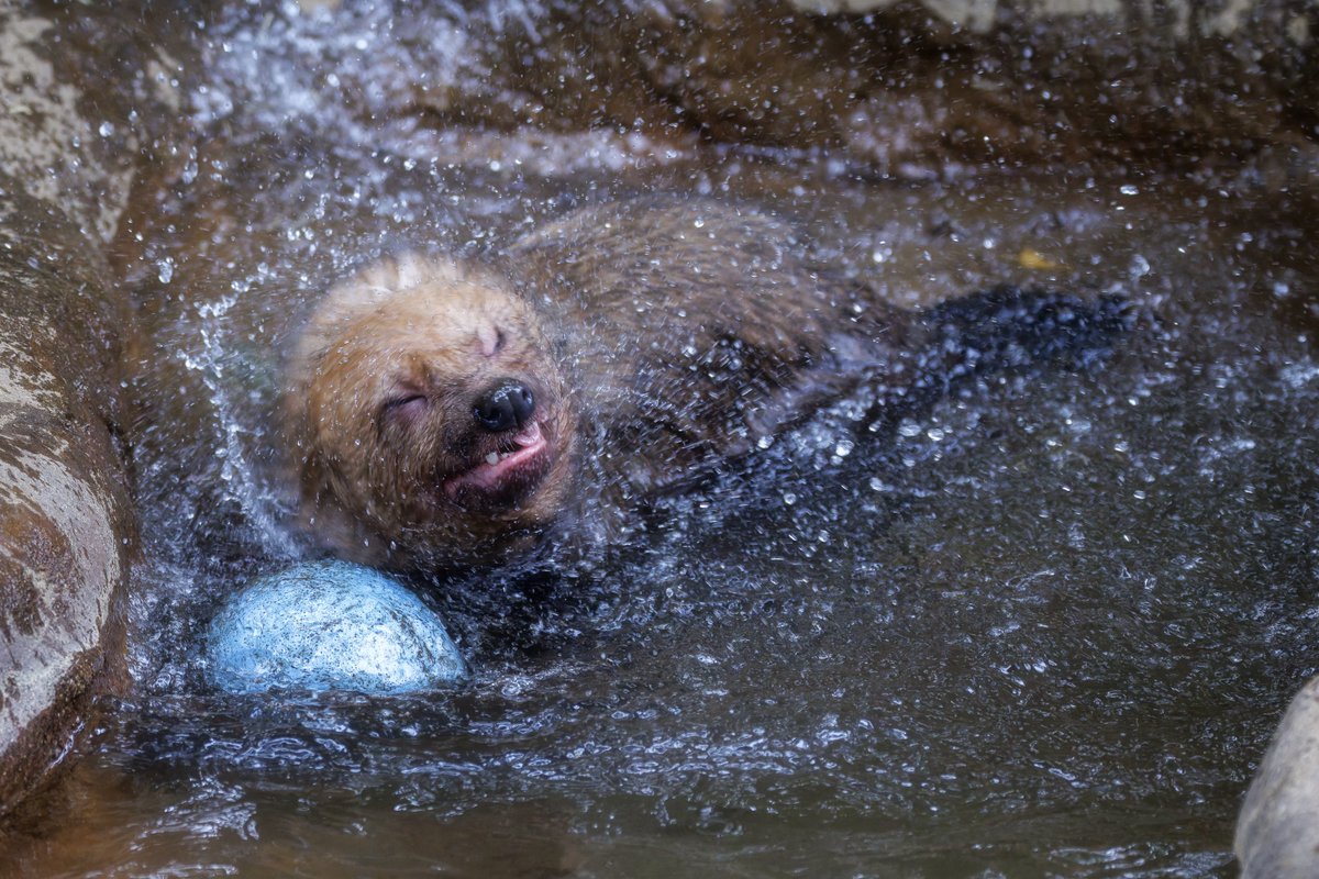 綿千代呂木 tweet media