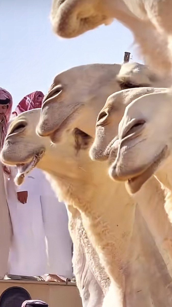 ٰالبتول مطيريا tweet media