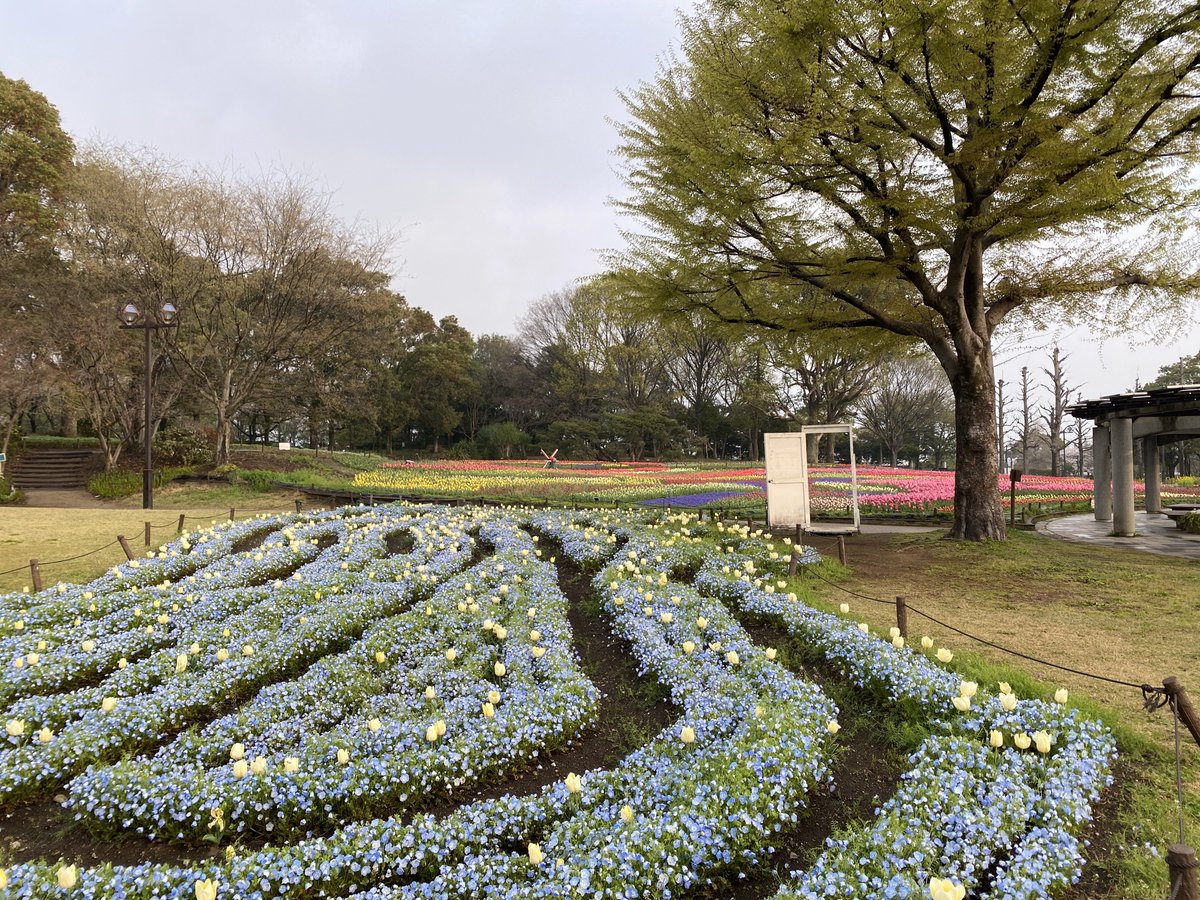 【木曽三川公園センター】
3/30（月）開花状況🌷

チューリップは見頃（前半）となりました。
ぜひカラフルな春景色に会いに来てくださいね😊
水色のネモフィラ×黄色いチューリップの花壇も、さわやかな春色です🩵💛

※第2駐車場は期間中毎日「おもいやり駐車場」です

#木曽三川公園