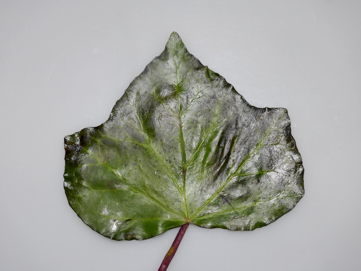 鳩野高嗣 tweet media