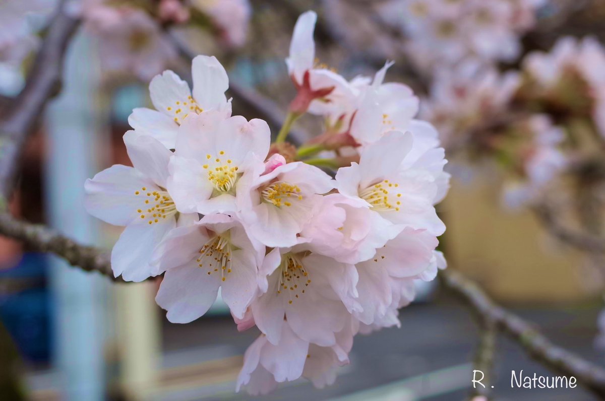 Natsume（R-camera） tweet media