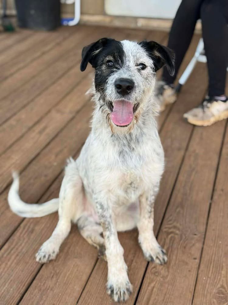 Hounds in Pounds tweet media