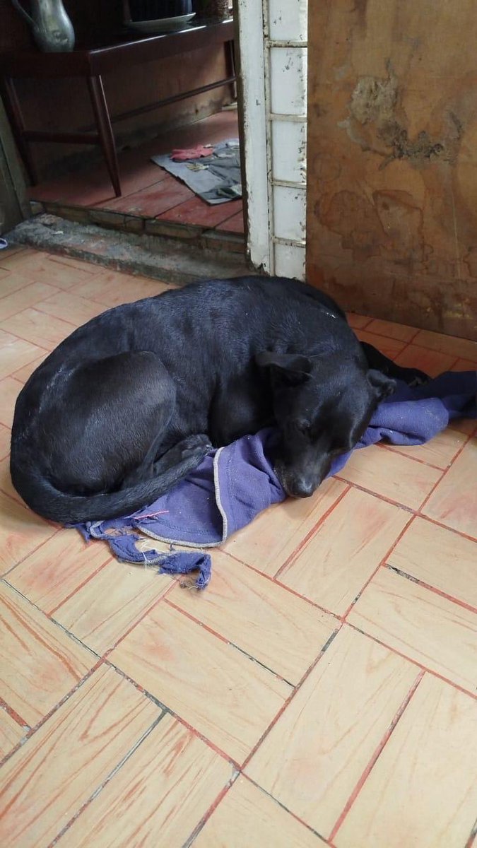 Angelogravier's tweet photo. S.O.S @AnimalesBOG @FiscaliaCol  recibí información de un posible abuso sexual contra una perrrita en la localidad de Kennedy en la Cr 78g bis # 43a 55 sur, urgente verificar situación y informar a la ciudadanía en sus redes sociales!!!. https://t.co/aeZvuuMnOl