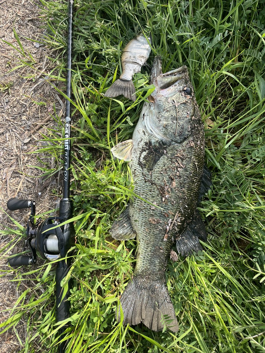 🎣ロキの釣り日記📖 tweet media