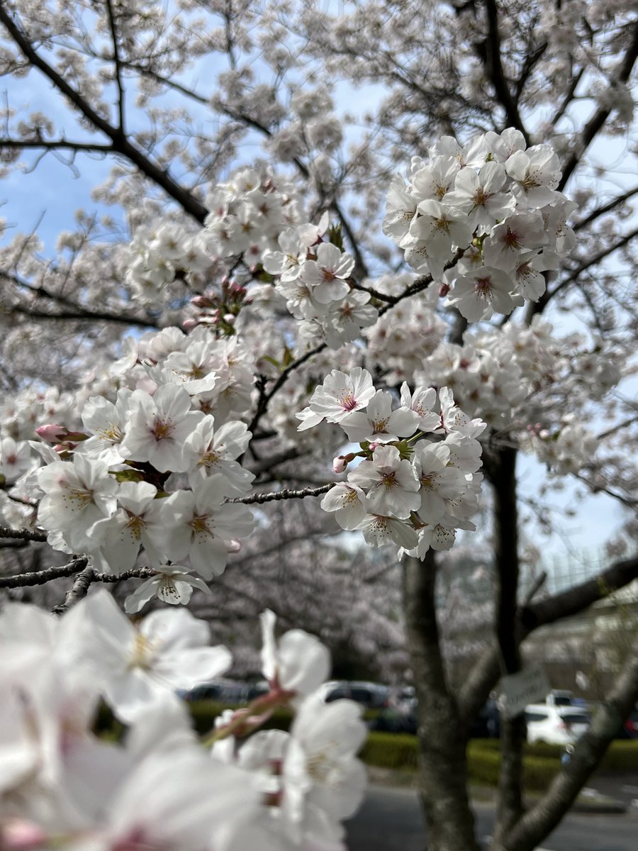 みりん tweet media