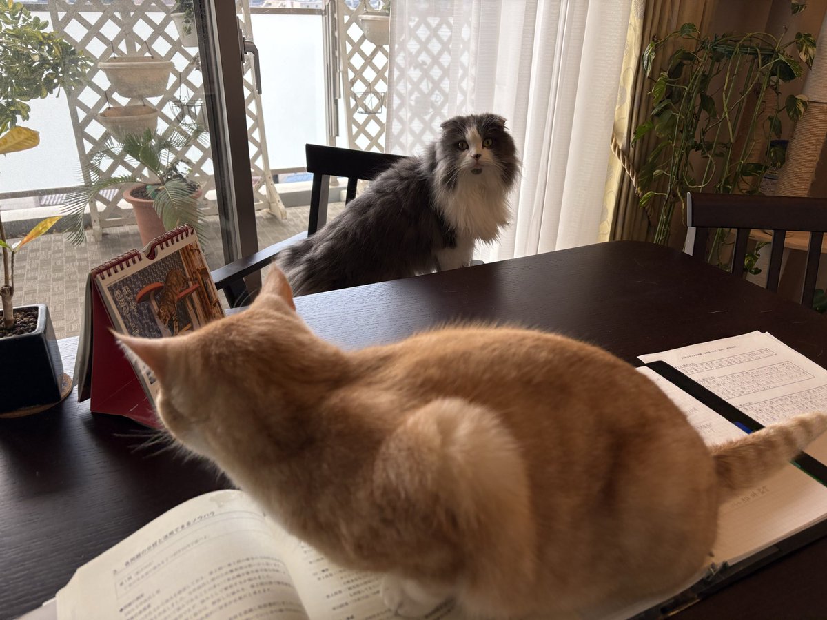 maruo_FD|R8中小企業診断士受験生 tweet media