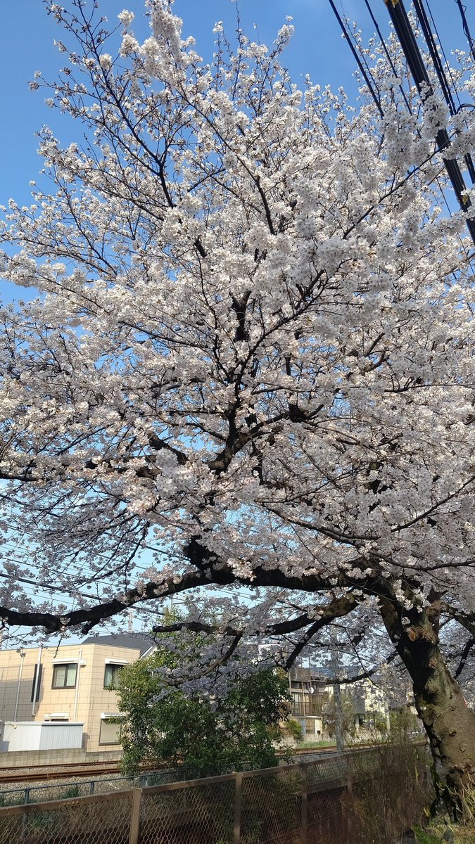 昨日は絶好のお花見日和でした

今週も皆様どうぞお元気でお過ごしください✨️