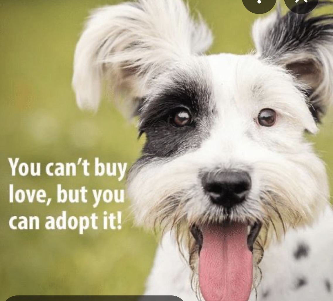 Katie Amess tweet media