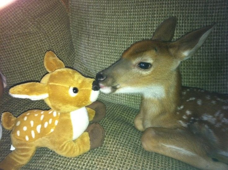 John fawn tweet media