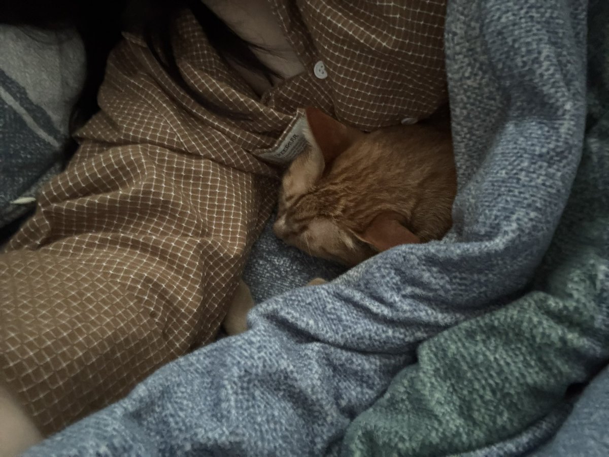 치즈냥 임나리 tweet media