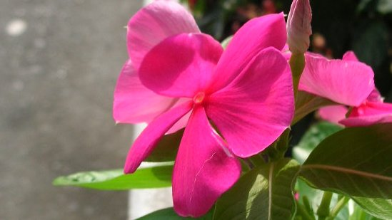 honky_tonk's tweet image. 自分が自分になろうとする

"計算の立つ領域"を離れる怖れ
加えて、疑い到来

それでも、未知の暗黒へ飛び込む
精神的その日暮らしの延長を選ばず

何かが待つ
言葉に直すなら真の居場所が

保証はなし
あるのは感覚

ただ自分を信頼するのです
胸の内に実在するうずきを
#Soul #魂 #course #進路