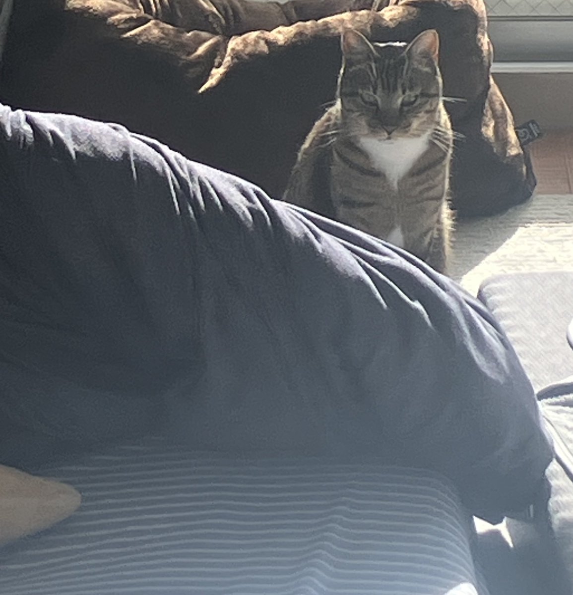 ザビエラー長谷川 tweet media