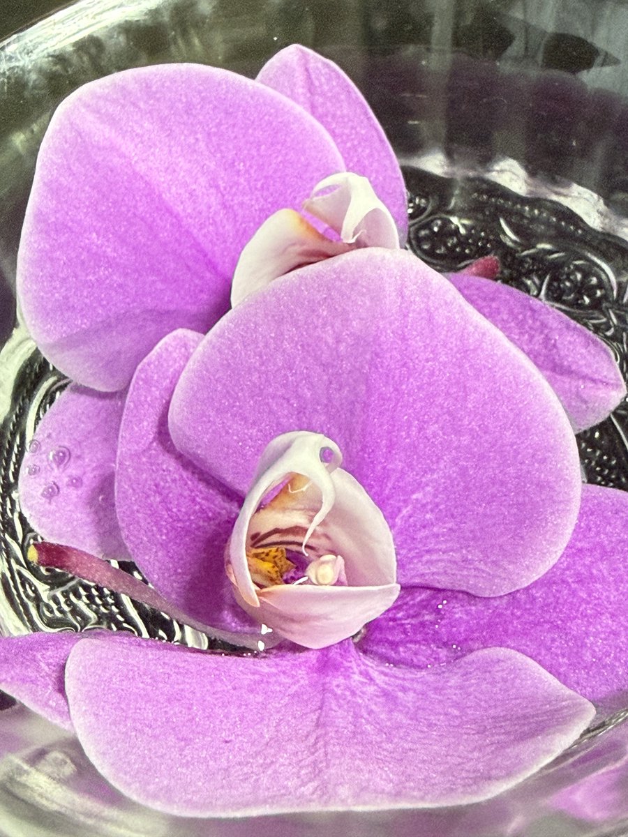 フ ラ ン @読書/写真/生態 tweet media