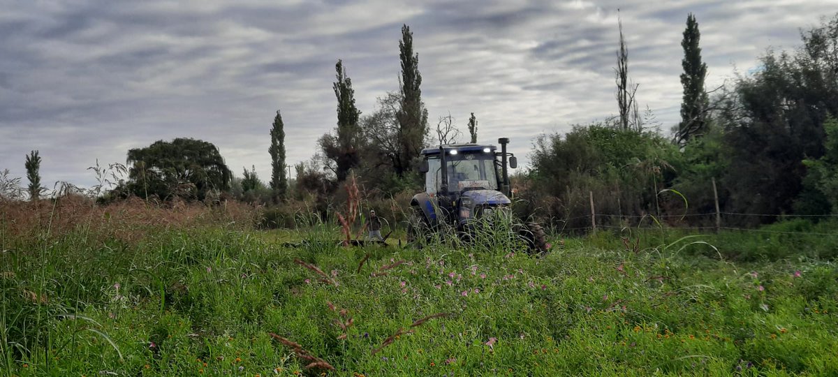 SecAgri_LR's tweet photo. En Villa Castelli, corte de alfalfa. Colaborando con el productor Adrián Paez. https://t.co/dLLcQuaxhE