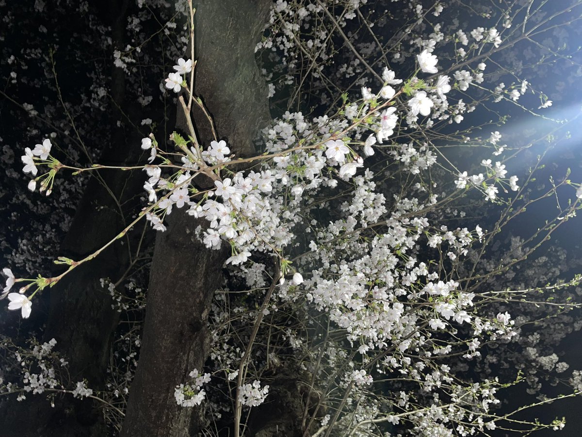 あやの¦AddFlow 広報🔰 tweet media