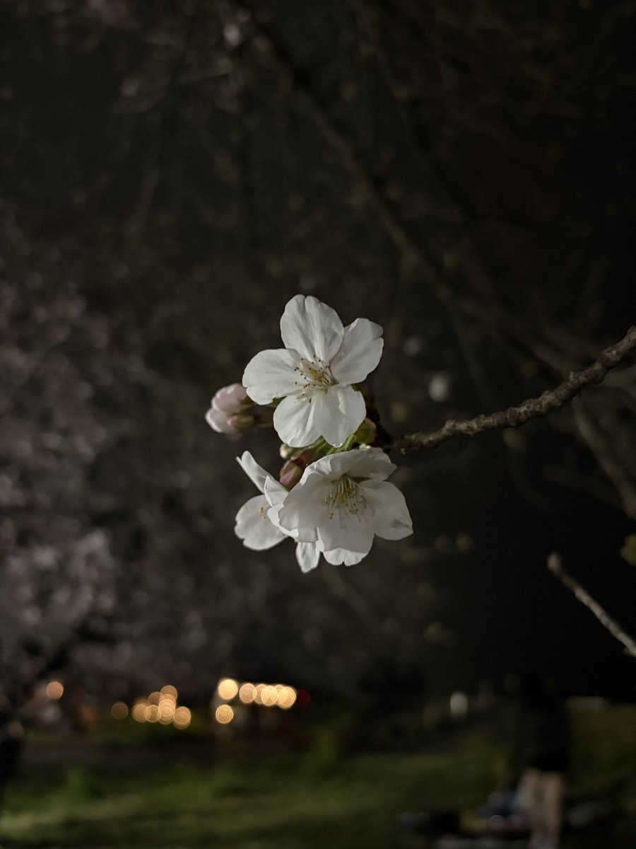 あやの¦AddFlow 広報🔰 tweet media