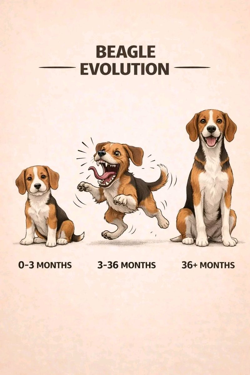 beagle_lover tweet media