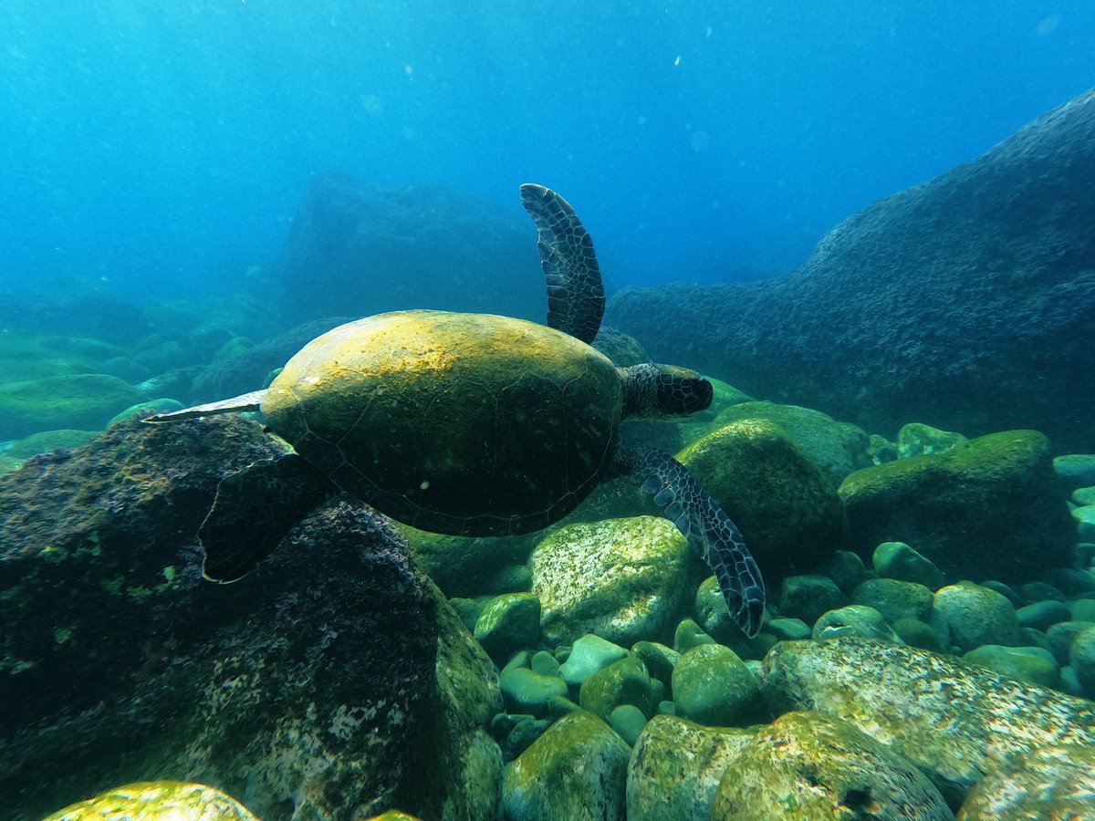 tomutsunoda's tweet photo. 八丈島 ナズマド Gopro10は綺麗だね
沖縄行きたいダイビングしたい。
#シュノーケリング
#ダイビング
#diving
#gopro10
#八丈島 https://t.co/Ecmf6edMPS