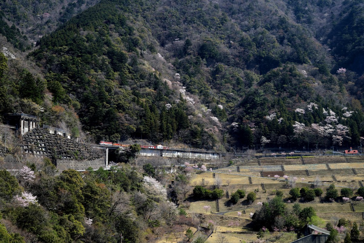 川猫山駅長 tweet media