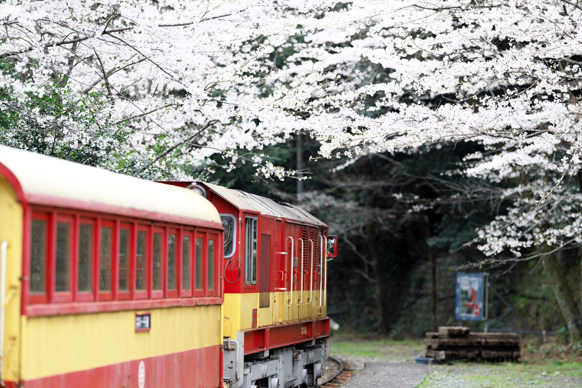 川猫山駅長 tweet media
