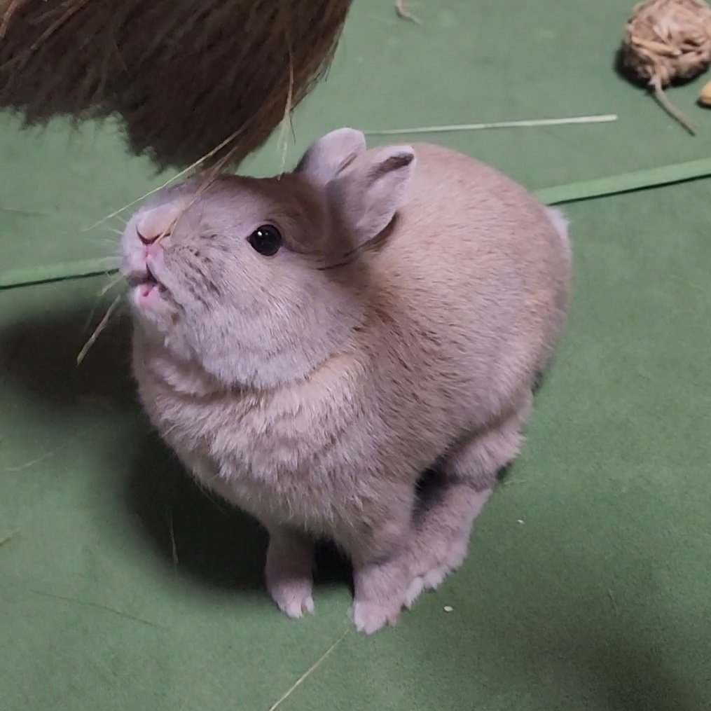 T7ふぉんNP tweet media