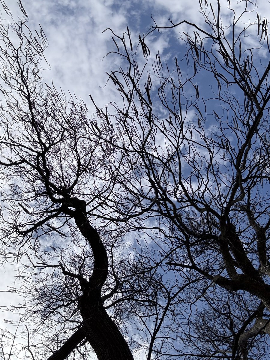 レモンライム tweet media