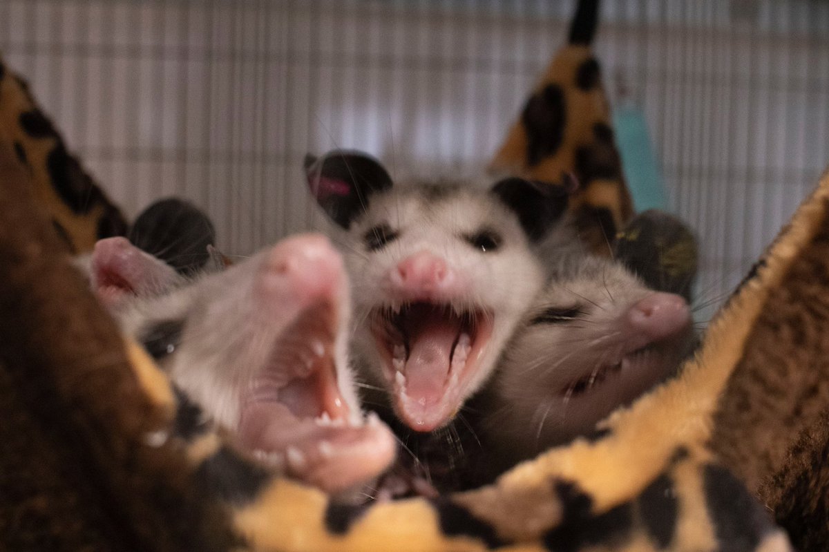 Possumeveryhour.io tweet media