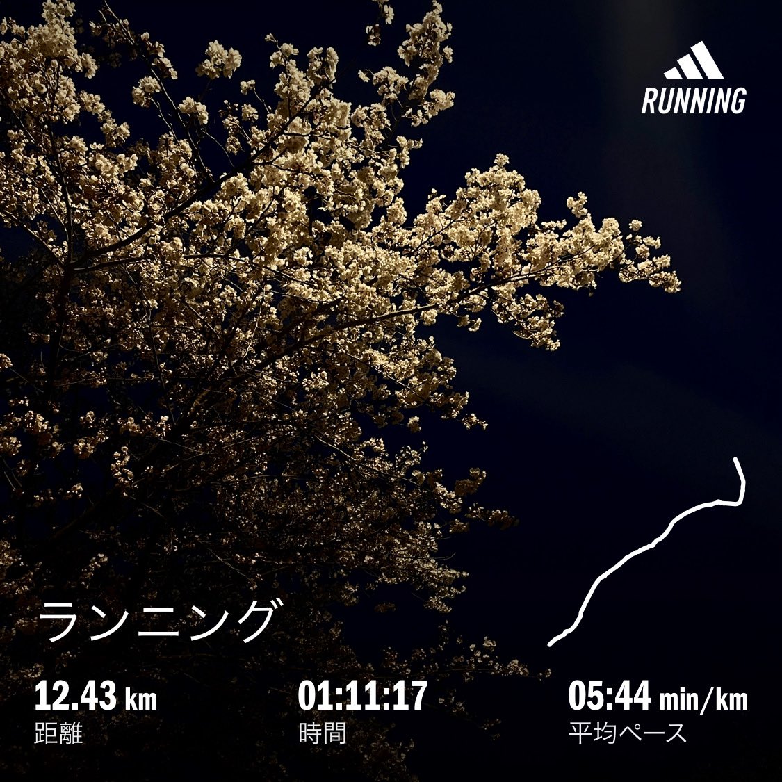 もう満開になった