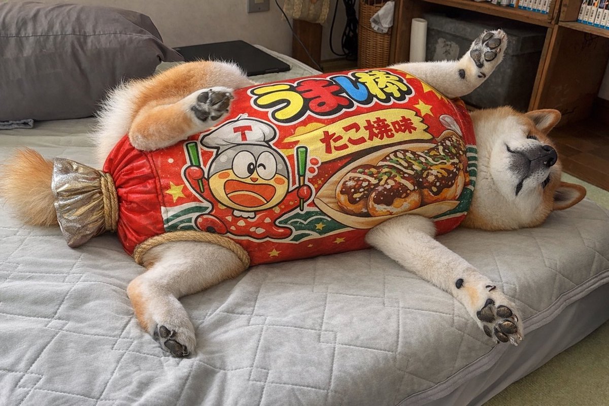 柴犬おもち tweet media