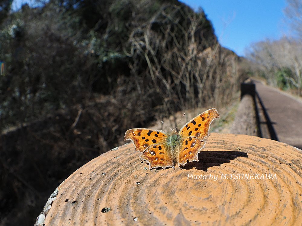 Makoto Tsunekawa tweet media