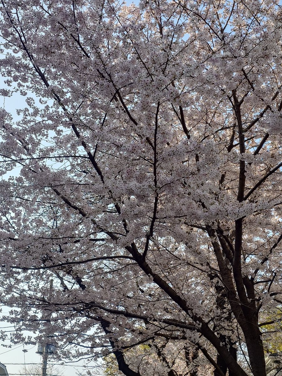 翡翠＠お腹空きました 🩻💜 /📼🌟/🌾🌟🦊/📦🎮/🍄🍫 tweet media