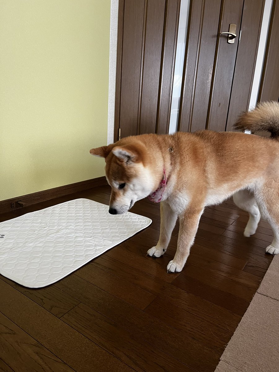 柴犬こめ1歳 tweet media