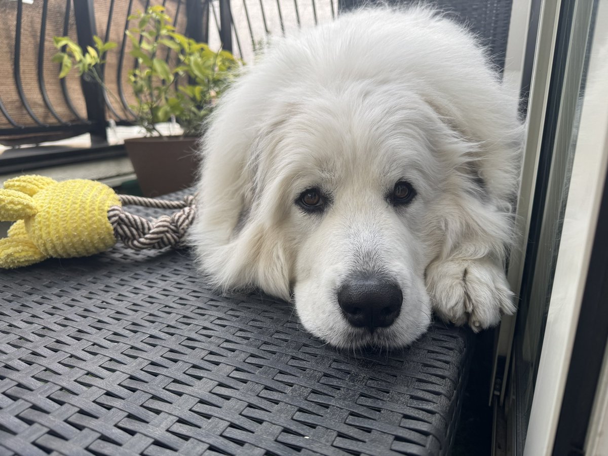 セレネちゃん日記 tweet media