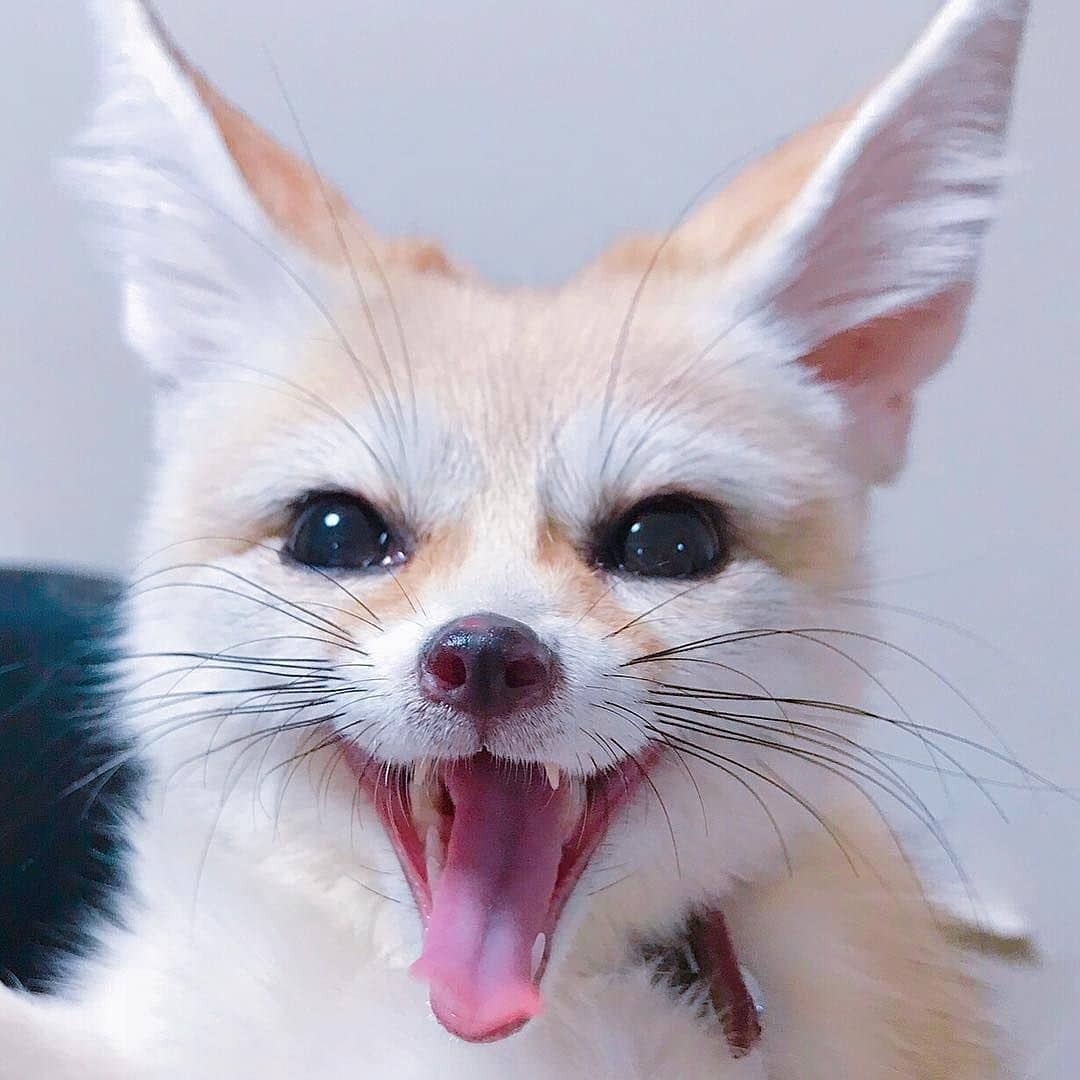 Fennec Every Hour! tweet media
