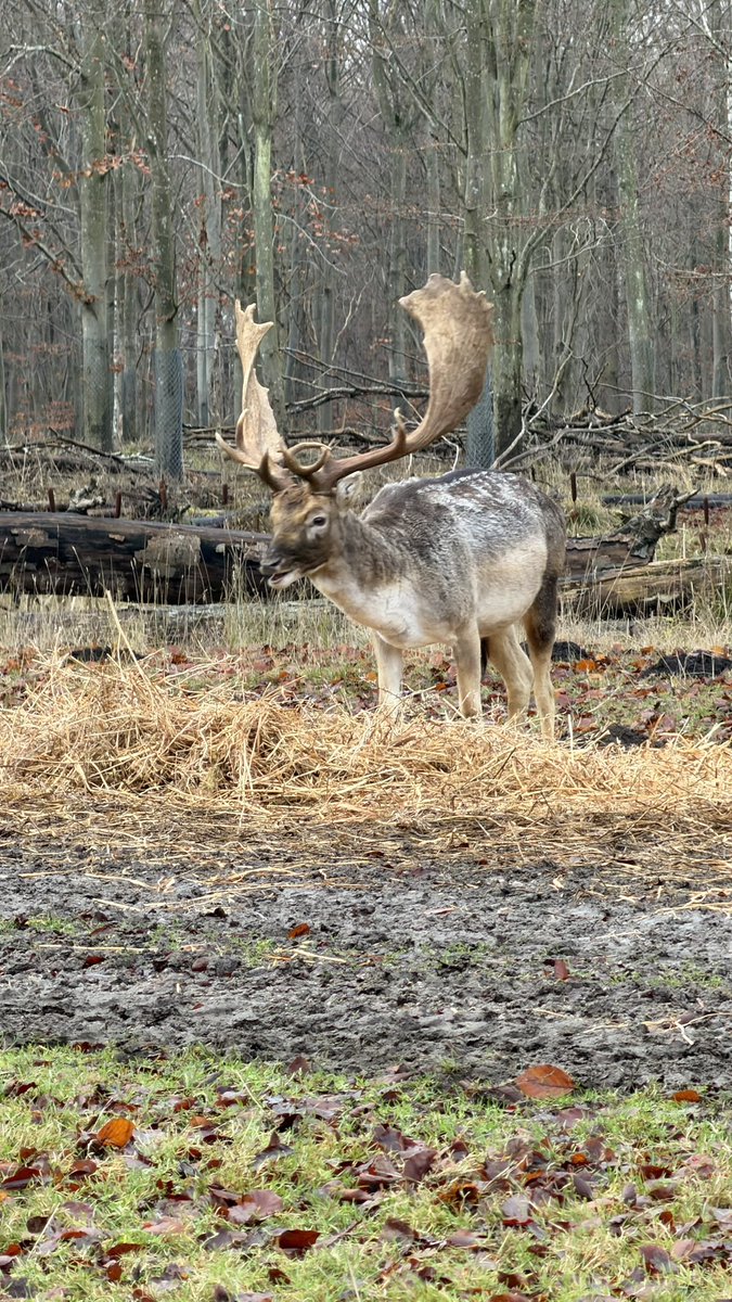 HashanNazmul's tweet photo. This stunning fallow buck, captured feeding on November 29, 2025. Pure wild elegance.
#DeerPhotography #WildlifeAddict #FallowBucks https://t.co/XMfh69zdUg