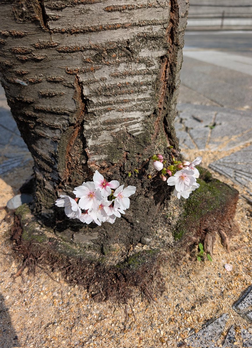 ぽん骨 tweet media