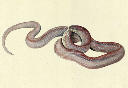 Zootaxa's tweet photo. The identity of #Coronella #violacea Cantor, 1839, a senior synonym of #Oligodon #kheriensis Acharji & Ray, 1936 (#Squamata: #Colubridae)
#taxonomy
https://t.co/uuEkUvGkgp https://t.co/dYufLFdwOA
