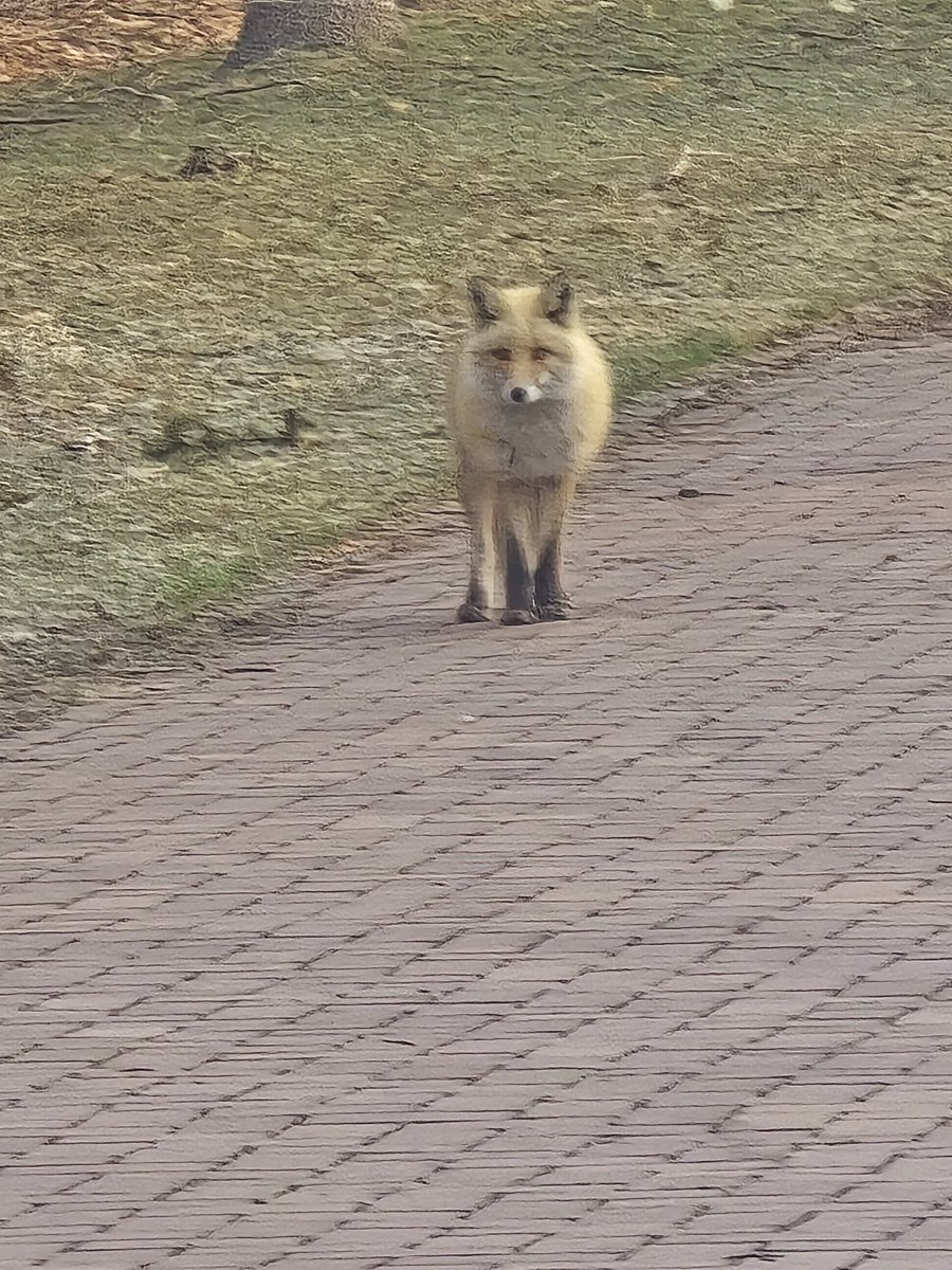 PixelAkibell's tweet photo. 今朝、北海道実家の隣の公園でキタキツネ🐾
朝から可愛いサプライズ！
東京じゃなかなか見られないよね…
もっと不思議な出会いが見たい人は下記へ
Spotted this Kitakitsune (Hokkaido fox) this morning at the park by my family home in Hokkaido 🦊

Come visit to https://t.co/3MUQMEFpES https://t.co/V302DLB28Q
