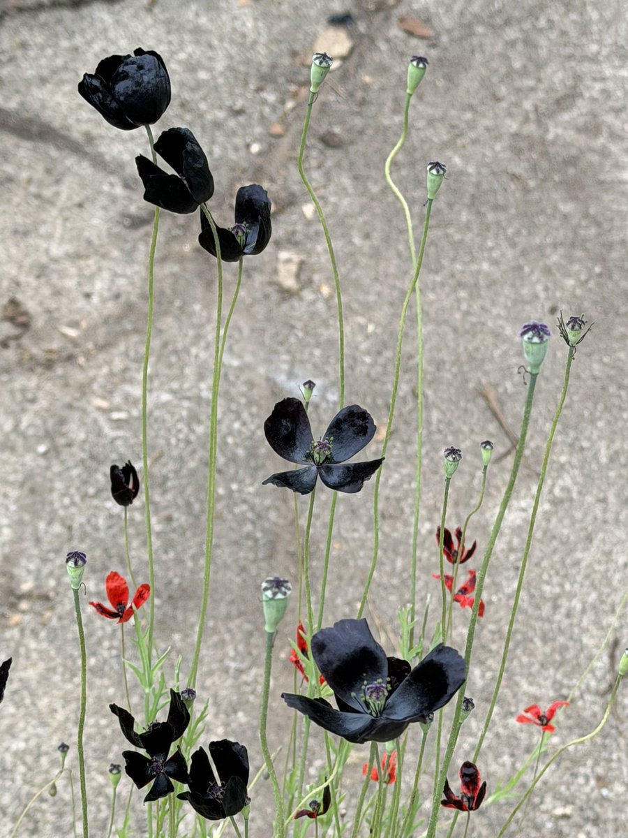 黒いケシ「ブラックマジック」花がふえてきました。赤い小さいのも