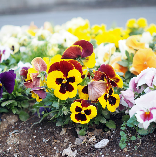 木下さや tweet media