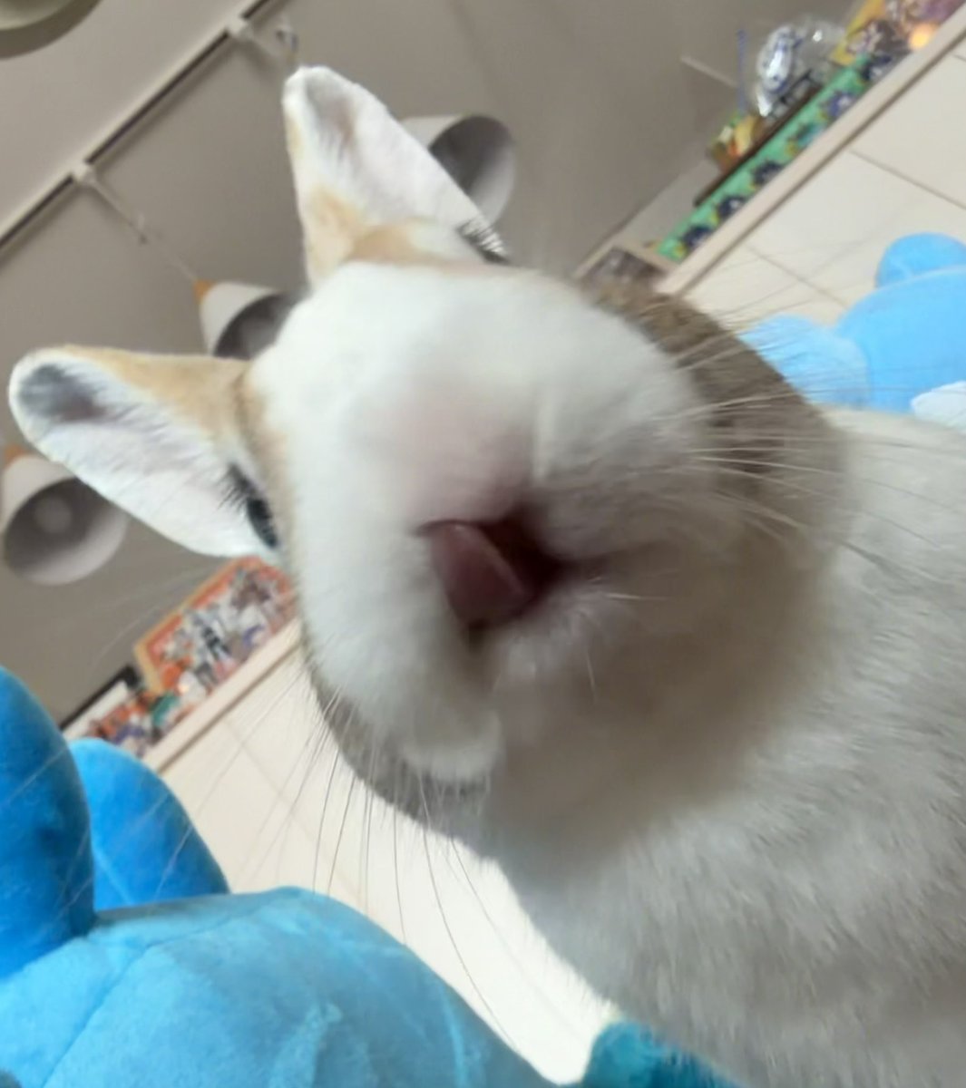 本田2 tweet media