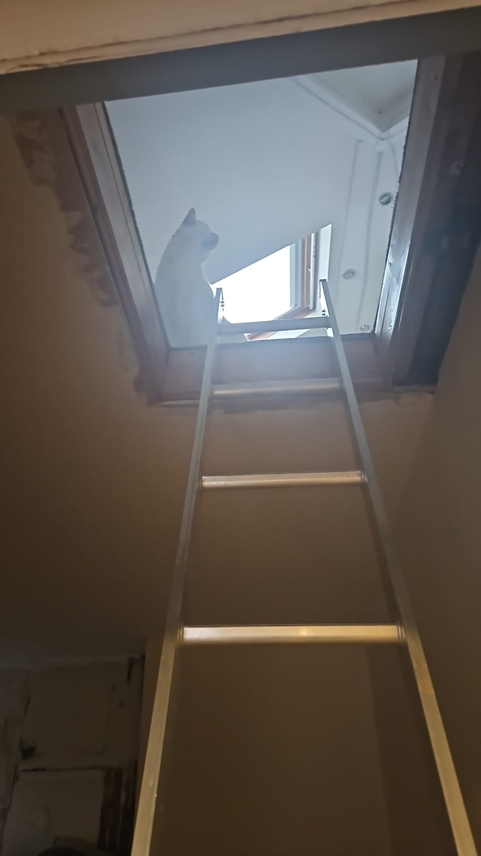 I moved house and boy oh boy does this place needs some much needed love! 
It didn't take the Cat long to find his way into the attic lol