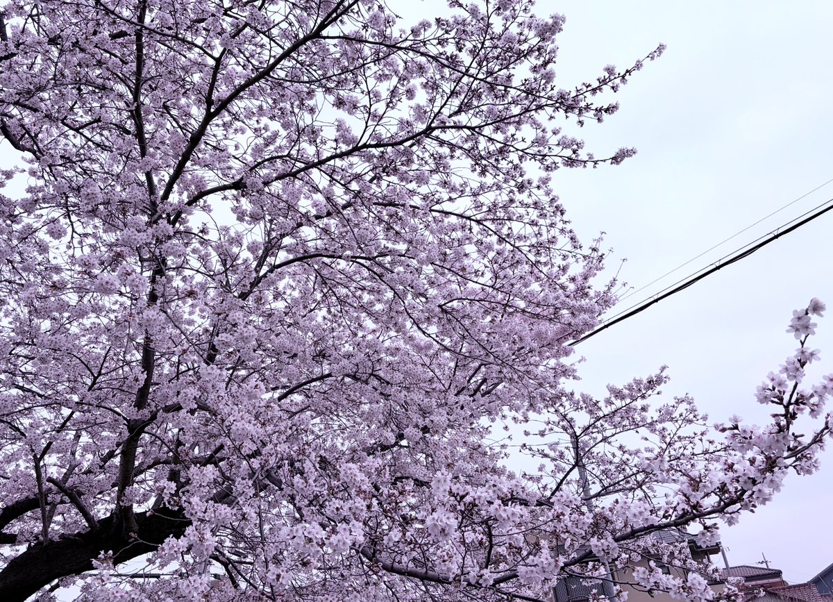 麻倉ちり tweet media