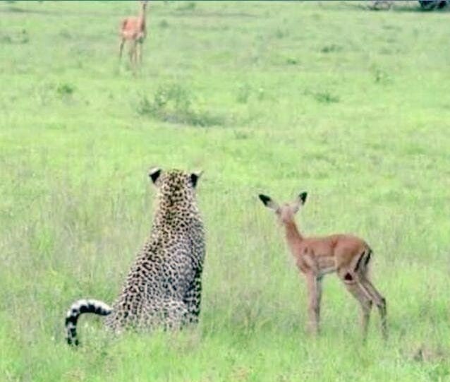 Just Great tweet media