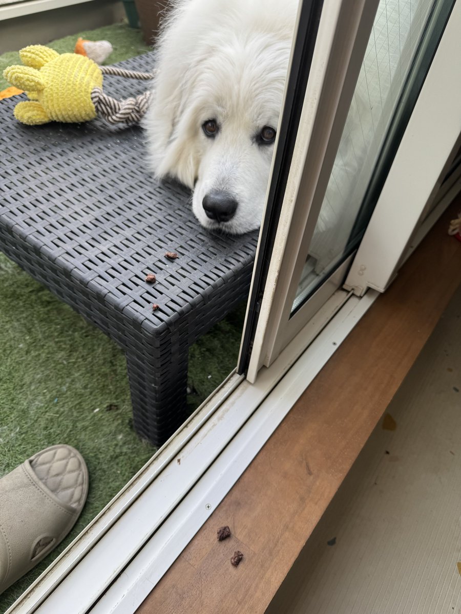 セレネちゃん日記 tweet media