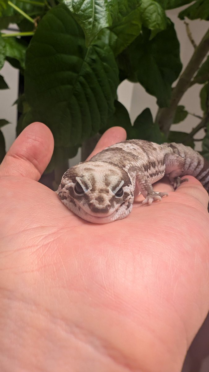 ぶちまけ祭り（アニキ） tweet media