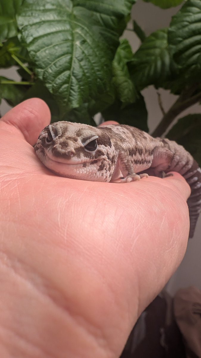 ぶちまけ祭り（アニキ） tweet media