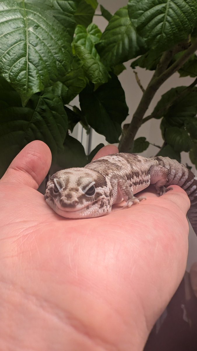 ぶちまけ祭り（アニキ） tweet media